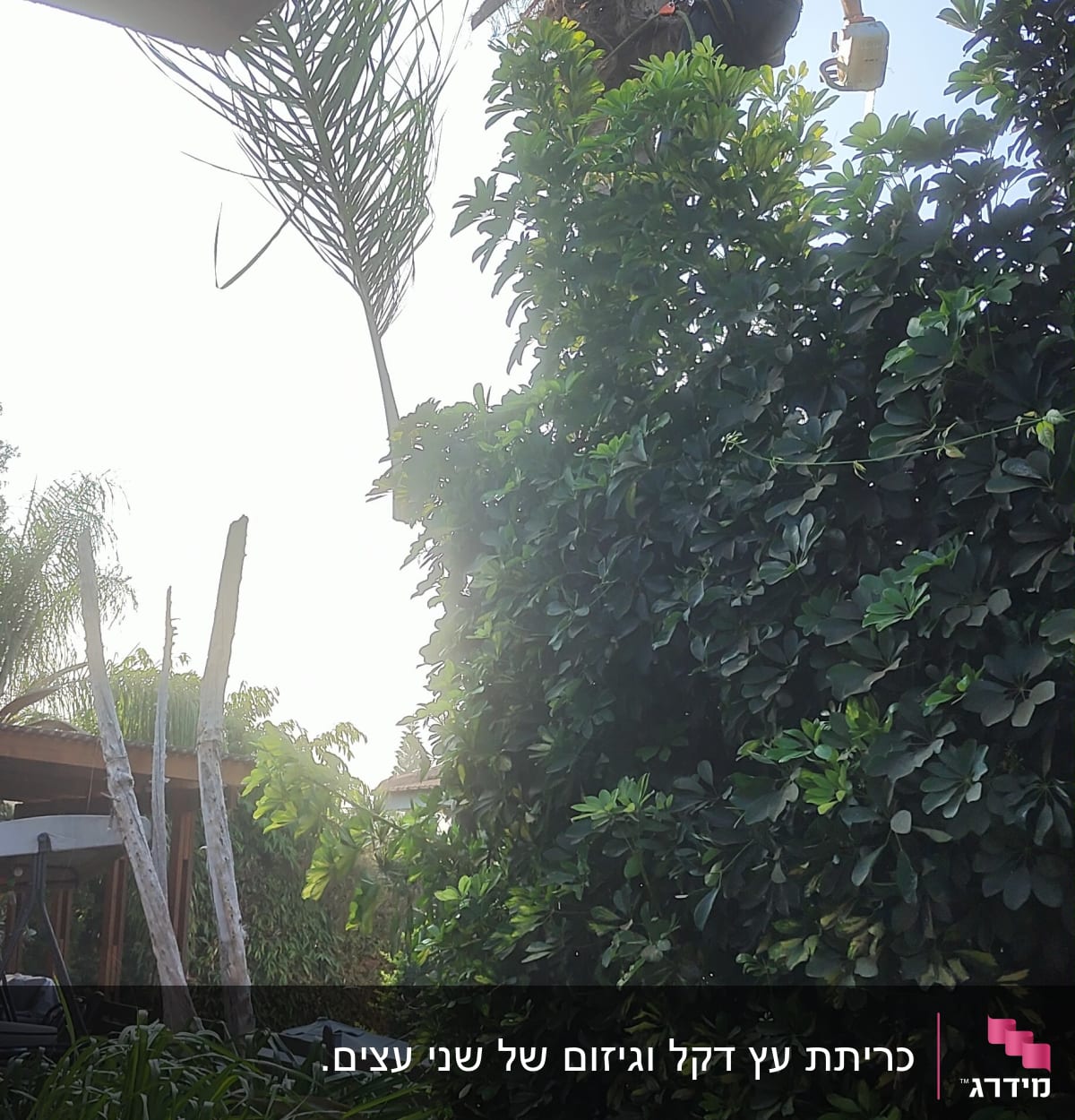 אדם גוזם עץ עם מסור חשמלי על עץ גבוה